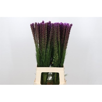 product/img.floraplaza.nl/2306-70-LIVE_fotos-0xB408C0EFDC2F53780C43889AEEF57C3CF16ABAD8.jpg