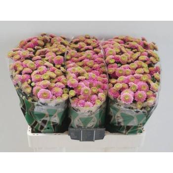 product/img.floraplaza.nl/23102-55-LIVE_fotos-0xD168FDAB131C49B110B62CB0C6B7FF4E899D58E8.jpg