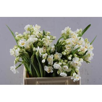 product/img.floraplaza.nl/23111-LIVE_fotos-0x537F74C113DB89451A5476DCD6DF7AA6D0140CAD.jpg