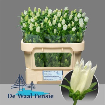 product/img.floraplaza.nl/23219-65-LIVE_fotos-0x8BD71A58BDE3FA519F35F8EA8A2C1FA29E2E8D30.jpg