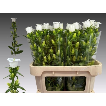 product/img.floraplaza.nl/23219-75-LIVE_fotos-0xA2B606E02448D8F7CF58037877C1F78FAEE99650.jpg