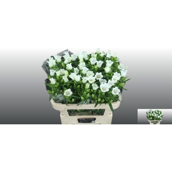 product/img.floraplaza.nl/23219-80-LIVE_fotos-0xF76B8DC8A01C45F2811411C71F849433942634FA.jpg