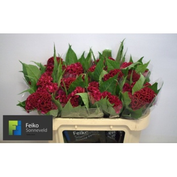 product/img.floraplaza.nl/23499-65-LIVE_fotos-0xD10952B29FF3D9243D6C8FA71939FD3C02A9C094.jpg