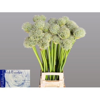 product/img.floraplaza.nl/23782-85-LIVE_fotos-0x3D9E5F4CBC6D98A796B5E84B35234416E2A79E98.jpg