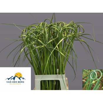 product/img.floraplaza.nl/23943-75-LIVE_fotos-0x9C3693D4D6B8EA3FA6FE7AD69002CE12746DDCB0.jpg