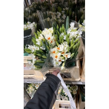 product/img.floraplaza.nl/2396-45-ASSORTI_fotos-MVA-Leenen - Narcis mix.jpg