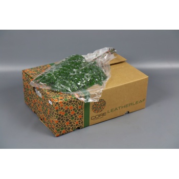 product/img.floraplaza.nl/23963-35-LIVE_fotos-0x2D0CF62A2A347FEF5228E64D8D9DF6602C93485B.jpg