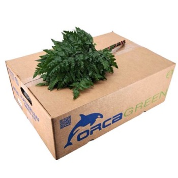 product/img.floraplaza.nl/23963-35-LIVE_fotos-0xD89AB74C4BFECE8F4A045E1CC7989DBEF1904AD9.jpg