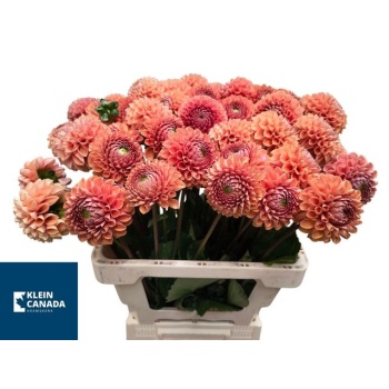 product/img.floraplaza.nl/24110-65-LIVE_fotos-0xC867A433352C6DEB89CE8BD833E4C2A549022EF0.jpg