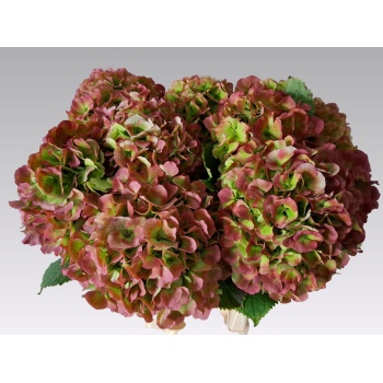 product/img.floraplaza.nl/24490-65-LIVE_fotos-0xD85C99EDACC2AC292CEB001DB77A804F02788C11.jpg