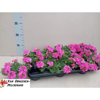 product/img.floraplaza.nl/24493-510-LIVE_fotos-0x1F1BF3A3B4FADD3B8ED609973ACB7794AB1D8BBE.jpg