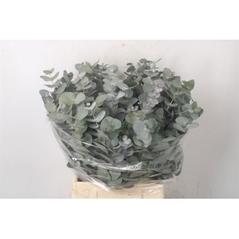 product/img.floraplaza.nl/24570-70-LIVE_fotos-0x51572B8FE6F4154F277F9E990202DC4B94DB17C6.jpg