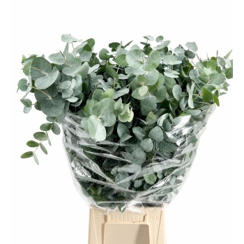 product/img.floraplaza.nl/24570-70-LIVE_fotos-0xAC6F2058D3C9EF0187498557611EDBF07FD54441.jpg