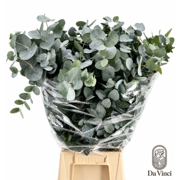 product/img.floraplaza.nl/24570-70-LIVE_fotos-0xBCEB8D6A445242D29037406E0C36160B4B46F86C.jpg