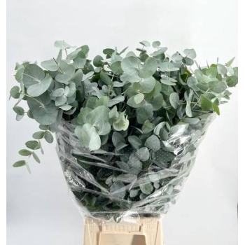 product/img.floraplaza.nl/24570-70-LIVE_fotos-0xE576D5F8072A3DEA81F27A42F707B4DE9EE992B9.jpg