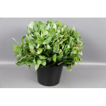 product/img.floraplaza.nl/24572-50-ASSORTI_fotos-COLORIGINZ-euca robusta.jpg