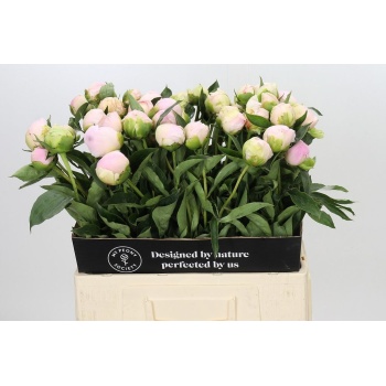 product/img.floraplaza.nl/246-60-LIVE_fotos-0x1115DE2E5D0CCDBCE69D63D47D23DED13938ABB3.jpg