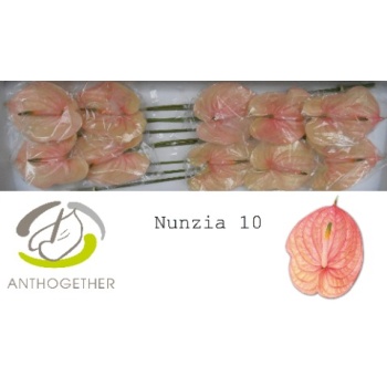 product/img.floraplaza.nl/24717-LIVE_fotos-0xA8D3CDFA95A26FC0D03440F22D9DCAE79AD97AE5.jpg