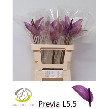 product/img.floraplaza.nl/24718-LIVE_fotos-0x45C1A22965EBD4BC8305E8A9F89D8940E2B52C0C.jpg