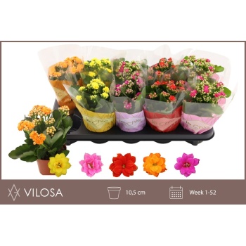product/img.floraplaza.nl/24779-510-LIVE_fotos-0x10978B98D6E6C93692BF69BF008FFE64B2A9AA1C.jpg