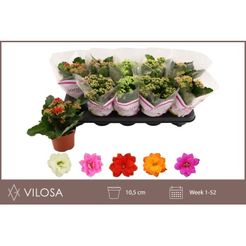 product/img.floraplaza.nl/24779-510-LIVE_fotos-0xC11798C0E7C93345A8A2A00C4014951A69A80322.jpg