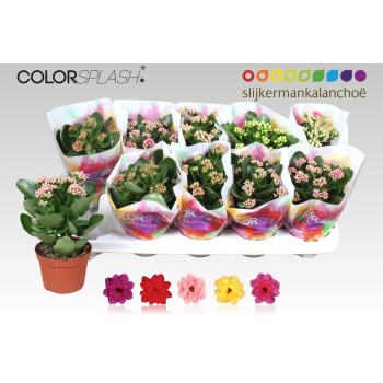 product/img.floraplaza.nl/24779-510-LIVE_fotos-0xC61D08EBFFC4B907E40C9FBF23E8A4C0C509F36C.jpg