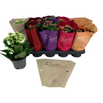 product/img.floraplaza.nl/24780-12-LIVE_fotos-0xCDB931DD3A4AE7DD3F91E018C7C1471D1DA44964.jpg