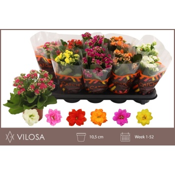 product/img.floraplaza.nl/24781-510-LIVE_fotos-0x0D8D52C7F0169B3638EE7E5E9232DBE4E0A59CF1.jpg
