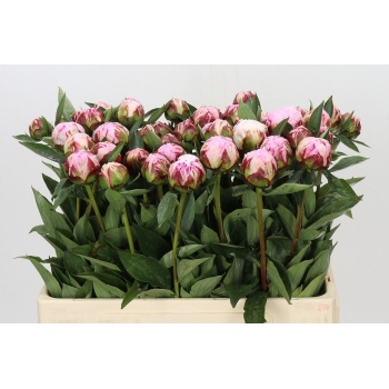 product/img.floraplaza.nl/2479-55-LIVE_fotos-0x7A918A723F7BD62680AAA391D86C414DF58D948C.jpg