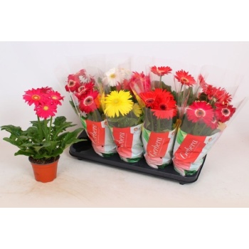 product/img.floraplaza.nl/24929-12-LIVE_fotos-0x3F62E07B225CEDFD4A8CA4D02629AC4B6A2849F7.jpg