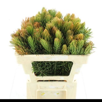 product/img.floraplaza.nl/24999-50-LIVE_fotos-0xCD2AF31F3F73E0FC2FB851AFD773328AE3903C35.jpg