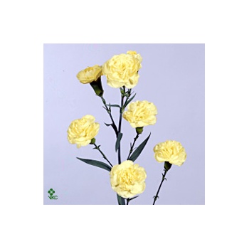 product/img.floraplaza.nl/25-52-ART_Fotos-VBN-vbn25.jpg
