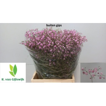 product/img.floraplaza.nl/25032-75-LIVE_fotos-0xDF4E71FF4EBE66FD064231C0E52C75D66FBB801E.jpg
