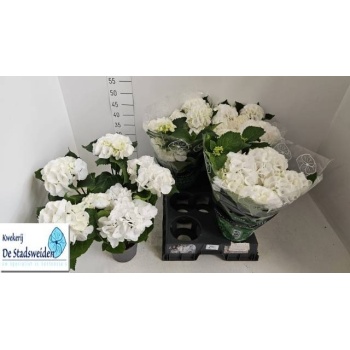 product/img.floraplaza.nl/25239-14-LIVE_fotos-0xD96B1A33BE3DA6D98F94A21AD8179D9A7E5A9C0E.jpg