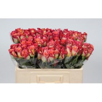product/img.floraplaza.nl/25256-50-LIVE_fotos-0x127F393DEB2DBD05E3CAB0A5CB6A9FBE4C92683A.jpg
