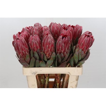 product/img.floraplaza.nl/256-60-LIVE_fotos-0xD44D7FDD5C85C9CDA153409B17D1D4E4B439DDB6.jpg
