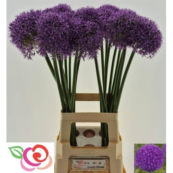 product/img.floraplaza.nl/25630-70-LIVE_fotos-0x7DF75A57263A2005971C454ACA30D21573FB4B92.jpg