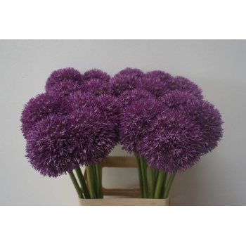 product/img.floraplaza.nl/25704-65-LIVE_fotos-0x4DBCAA0E6685488C7D4989EF8B5A2B1E10D5254B.jpg