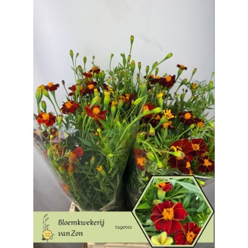 product/img.floraplaza.nl/2572-70-LIVE_fotos-0x149DFF98A5403EAB8893EF775B4B957830CA12B6.jpg