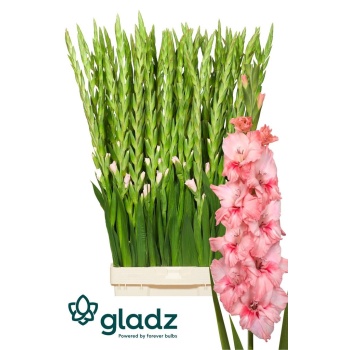 product/img.floraplaza.nl/25751-120-LIVE_fotos-0x48C7E0B5AA94192F4151EFDDD7527D8EB8F1C9A5.jpg