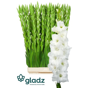 product/img.floraplaza.nl/25797-110-LIVE_fotos-0x0FB3D9C2020CA382F6AA9C6D0D65382E557ED880.jpg