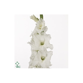 product/img.floraplaza.nl/25797-120-ART_Fotos-VBN-vbn25797.jpg