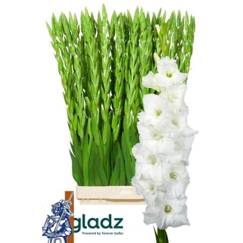 product/img.floraplaza.nl/25797-120-LIVE_fotos-0xB20D77F76D6022271FFB52DC619F4A1E771EEABE.jpg