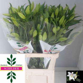 product/img.floraplaza.nl/25816-100-LIVE_fotos-0x3D33BFADCB1AE32B1476536CC40B347C68E6ED2B.jpg