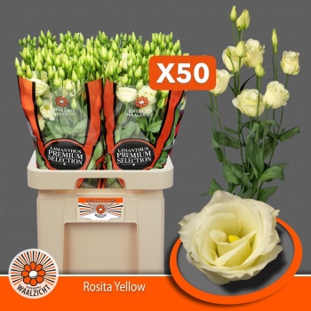 product/img.floraplaza.nl/25822MAASZ-LIVE_fotos-0xC28E6BBEA06DE5835CBD1203AE677CE1280842BC.jpg