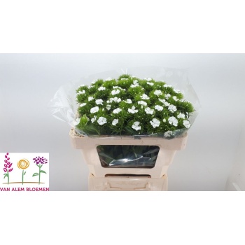 product/img.floraplaza.nl/25826-50-LIVE_fotos-0x7FF4C1633D92D987CE13CC75CADD74CE9E87809F.jpg