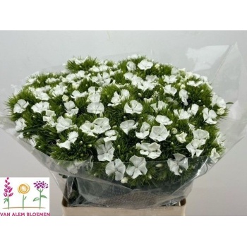 product/img.floraplaza.nl/25826-60-LIVE_fotos-0xA8DA68A9D2821BCA177B94B5E6608458B5D2FD0C.jpg