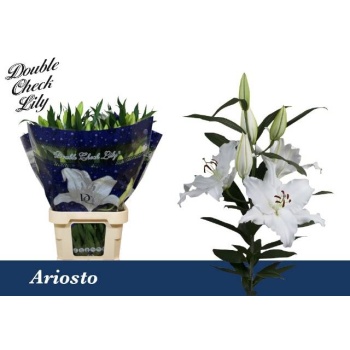 product/img.floraplaza.nl/25846-100-LIVE_fotos-0xDF5D4E2BC4BE1BE763C6955C32B8F5A3DBF3546F.jpg