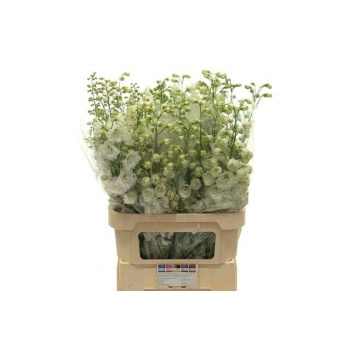 product/img.floraplaza.nl/25904-90-LIVE_fotos-0x1593D6A1FBC6B1D87D45DD1C804FBA09609E8065.jpg