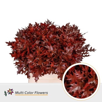 product/img.floraplaza.nl/25999-60RED-LIVE_fotos-0x93F6EA86D6F87C9AA13D8ACD9F3886945A4B20F0.jpg
